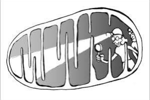 MeetOchondrie